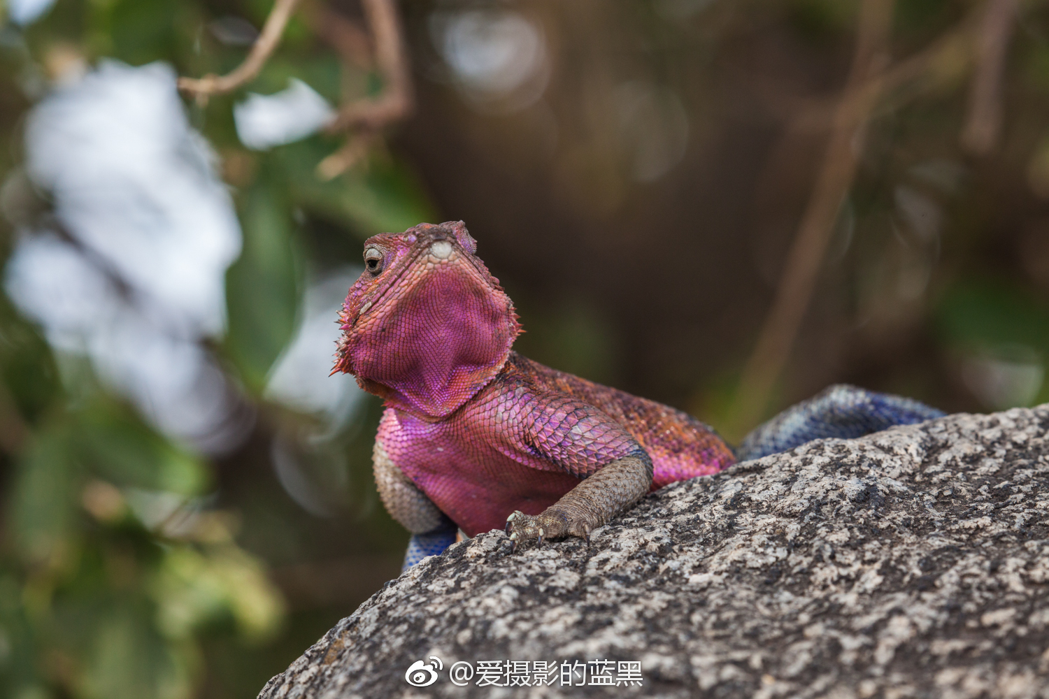 非洲红蜥蜴晒着晒着就红了