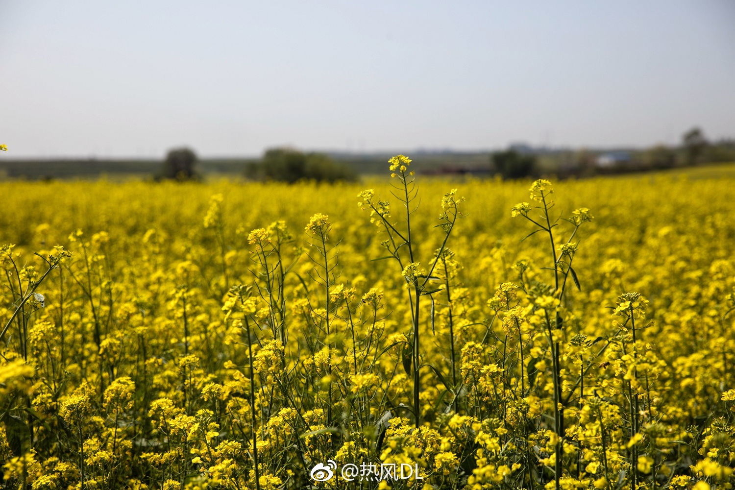 大连金州杏树屯牌坊村500亩油菜花田,免费开放中