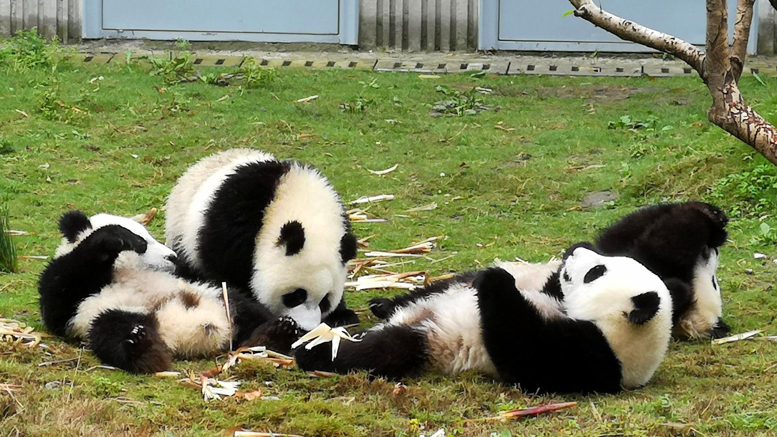 躺着吃竹子的熊猫宝宝,好安逸!(同步自