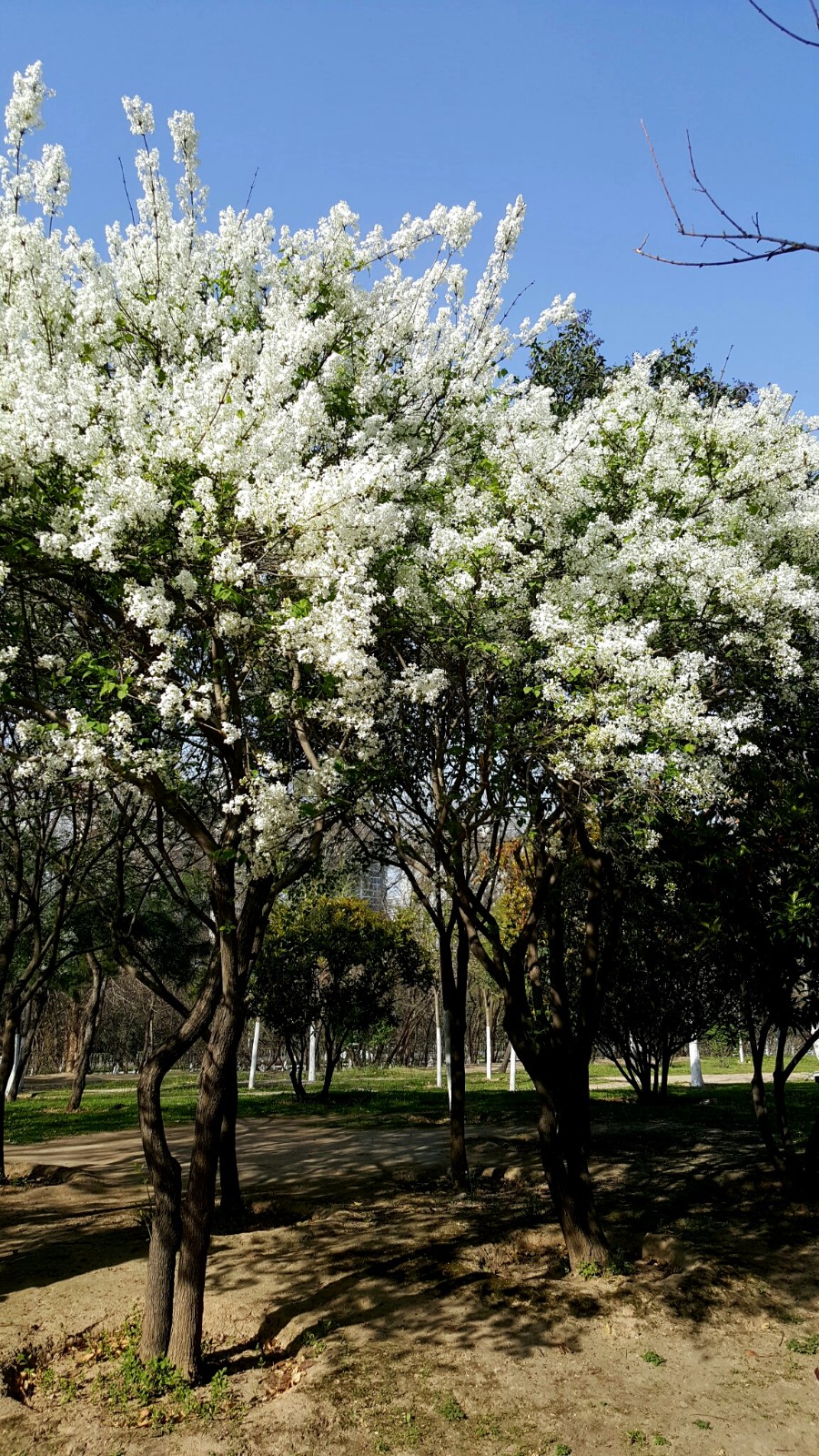 植物百科四十白丁香