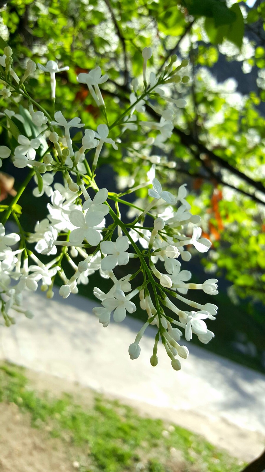 植物百科四十白丁香