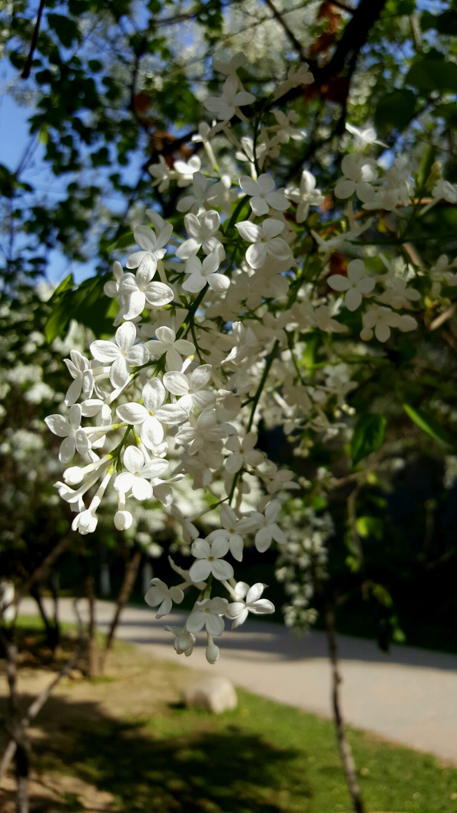 植物百科四十白丁香