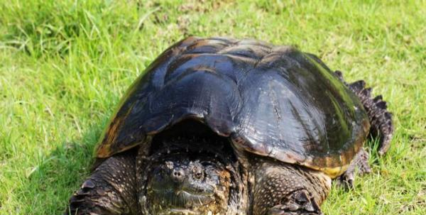世界上十大最凶猛的龟听说第一名能跟鳄鱼有一拼