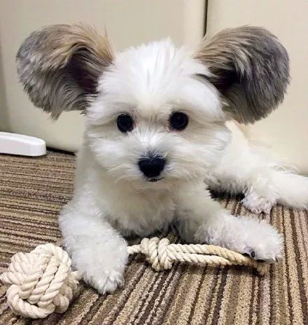 听说这是汪界最萌的一双耳朵