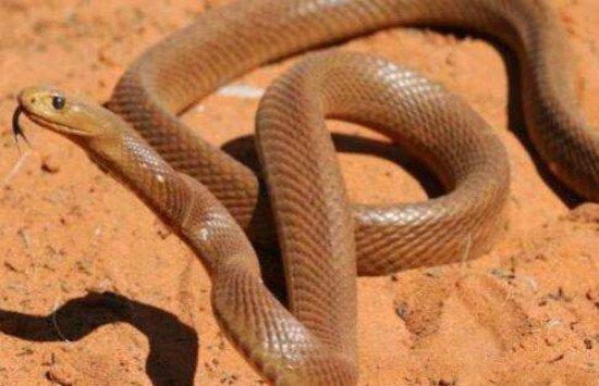 地球上最毒的蛇 一次毒液可杀死100个成年人 生性却很温柔