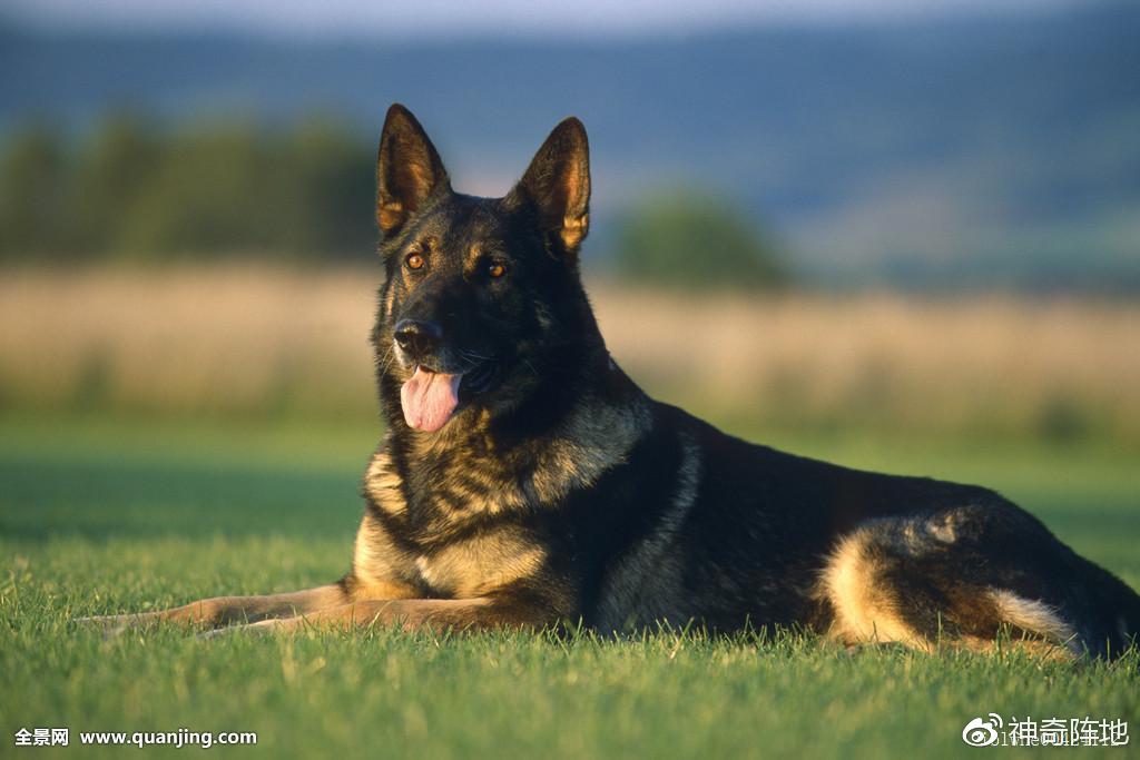所谓的的狼狗究竟是一个怎样的品种,真的是狼和狗杂交吗