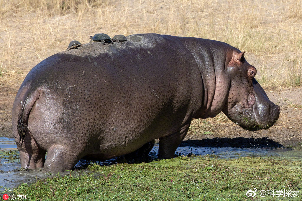 一头河马在河水中泡澡,遭数十只"心机"水龟搭便车