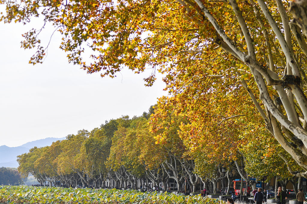 杭州:西湖秋意正浓 北山路梧桐树绚烂如金