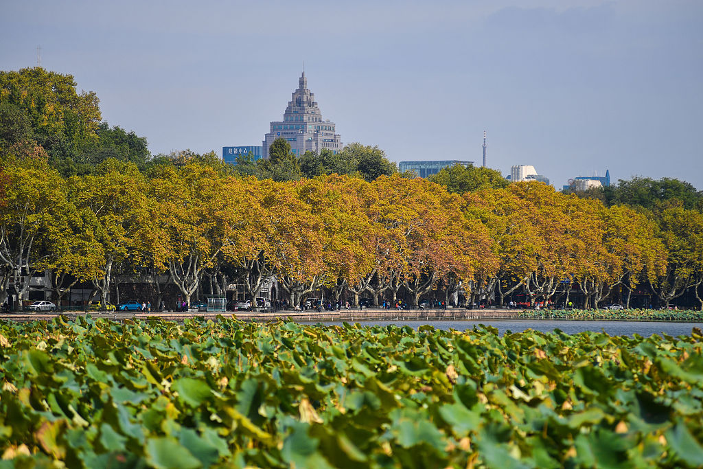 杭州:西湖秋意正浓 北山路梧桐树绚烂如金