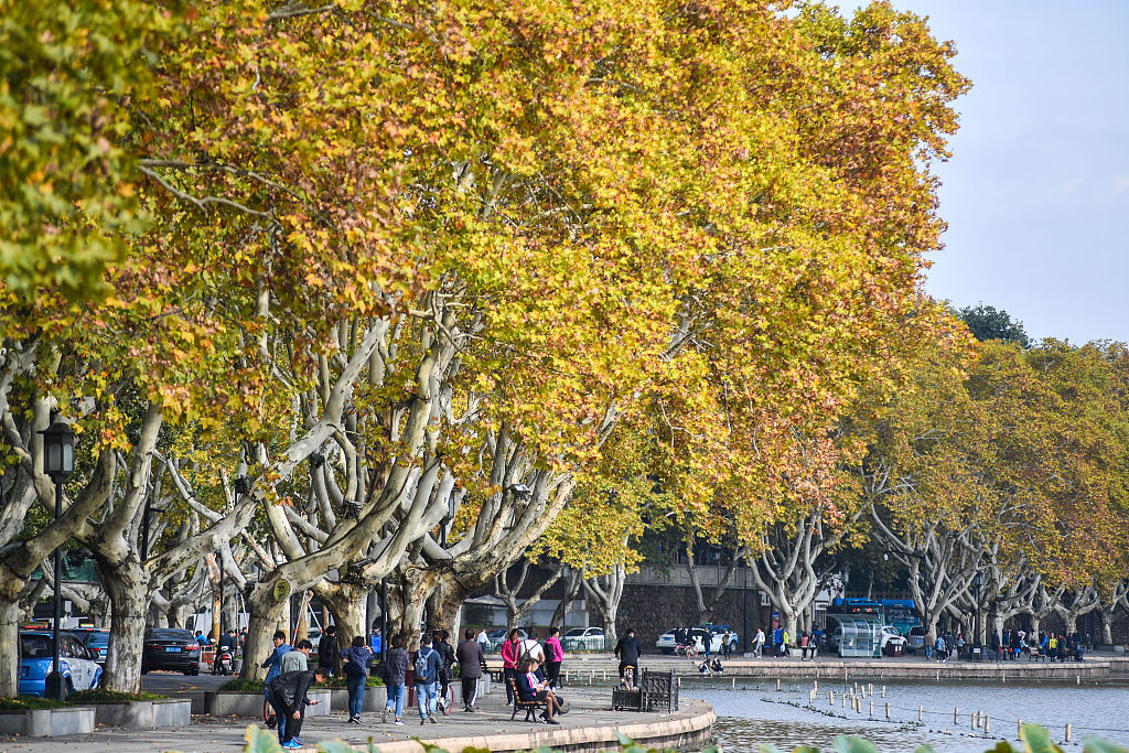 杭州:西湖秋意正浓 北山路梧桐树绚烂如金