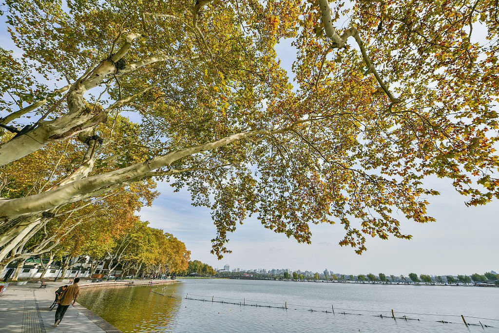 杭州:西湖秋意正浓 北山路梧桐树绚烂如金