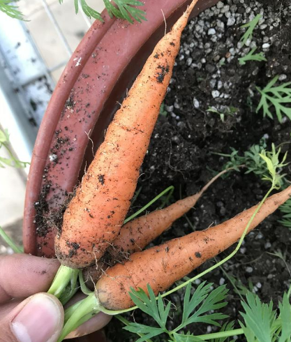 再也不用担心没地方种菜了只需一个花盆就能种出好吃的胡萝卜盆栽