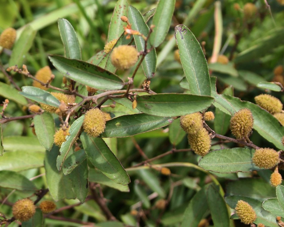 农村一种怪树,农民称它"狗屎树",有人却用它致富,亩入4千