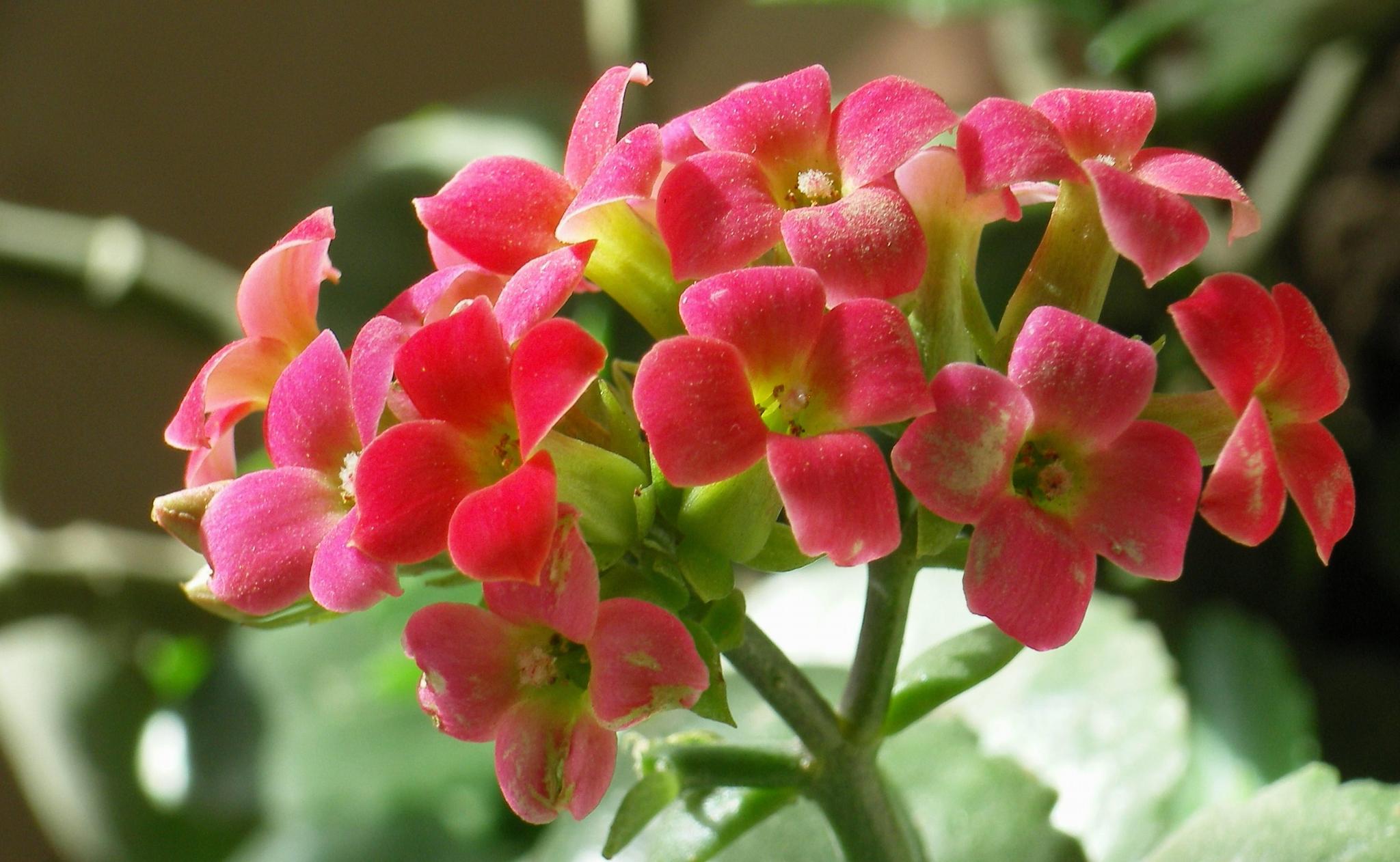 可以再修剪一下,这样可以促进长寿花多开花