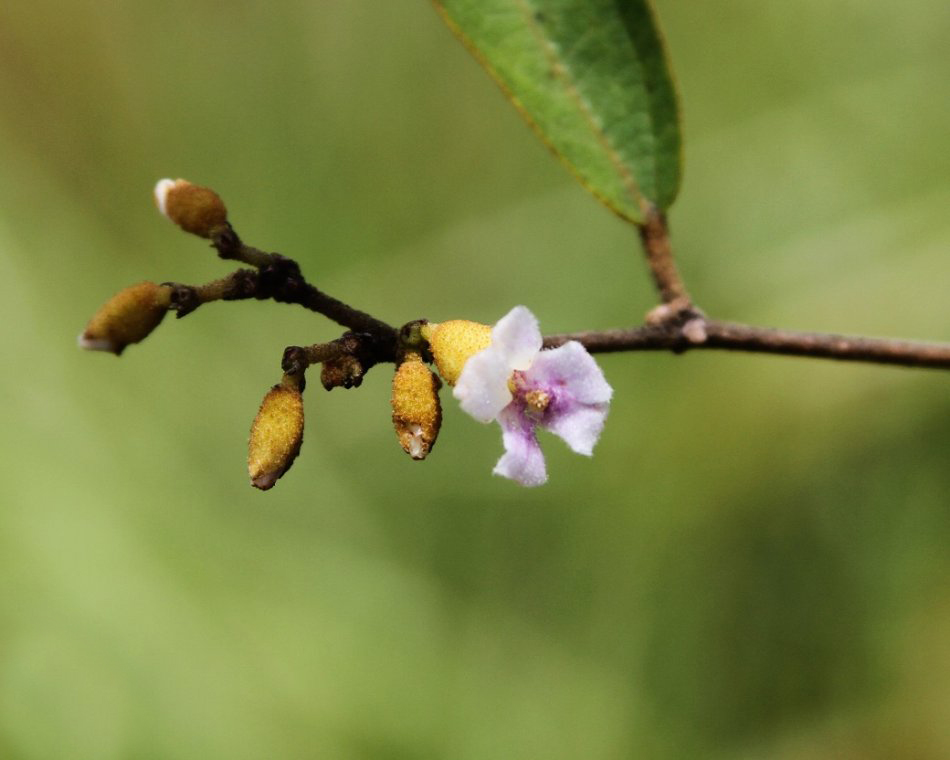 农村一种怪树,农民称它"狗屎树",有人却用它致富,亩入4千