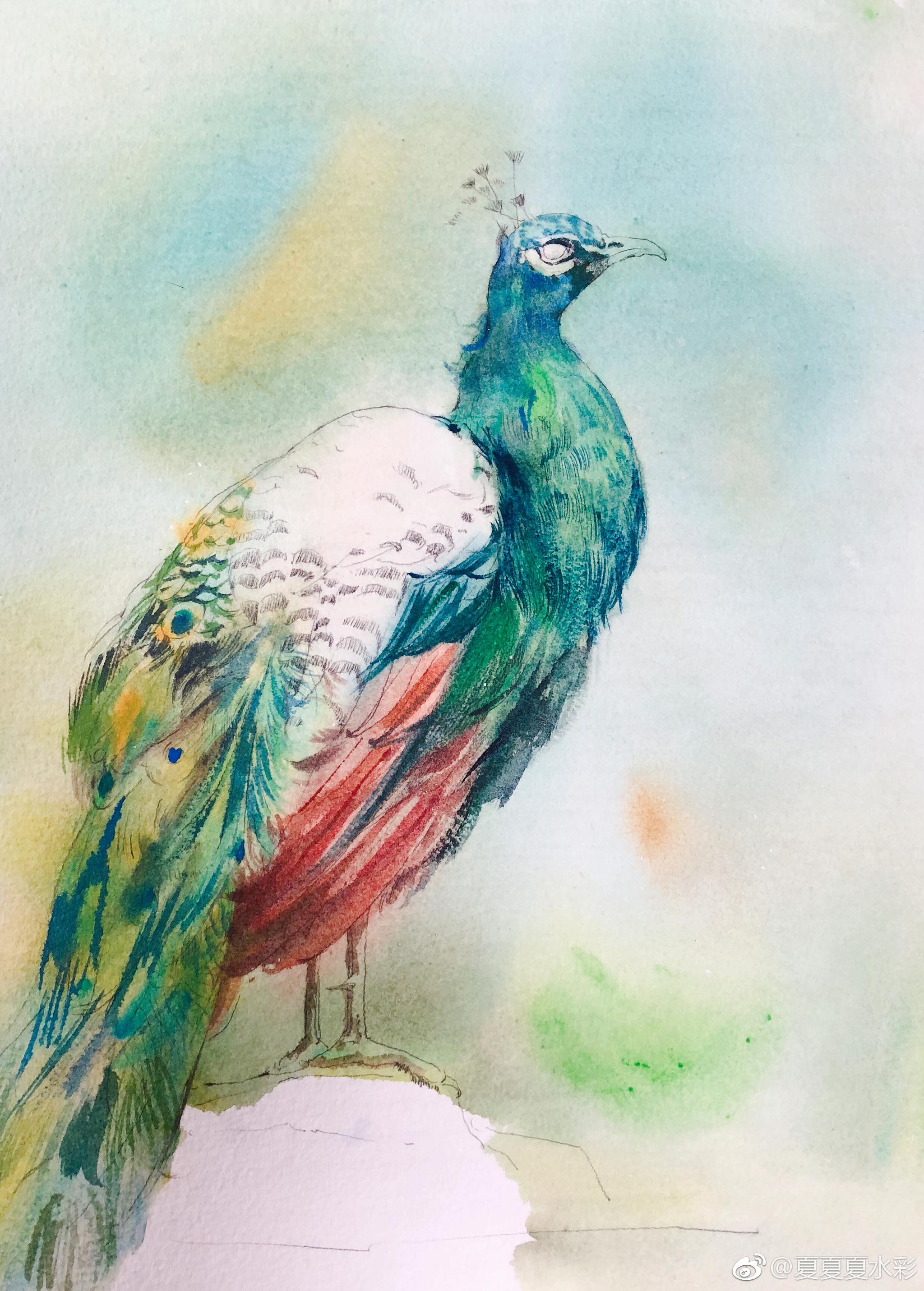 红珠斗帐樱桃熟金尾屏风孔雀闲67投稿夏夏夏水彩