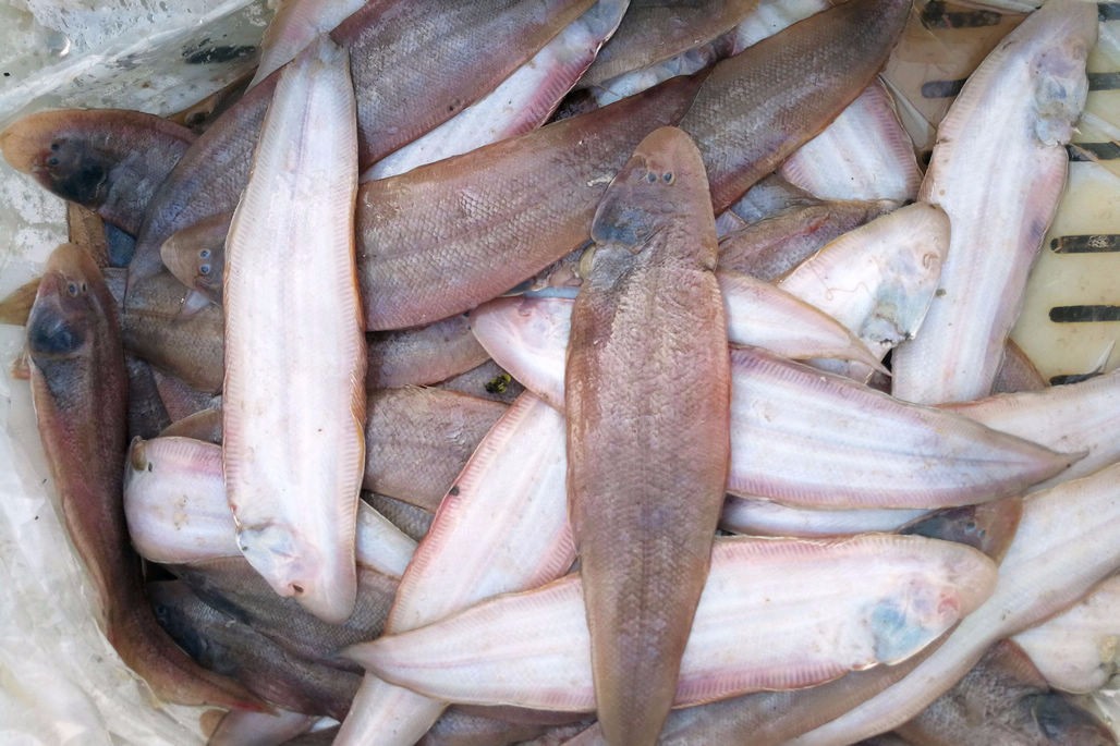 休渔后垂钓八带鮹丰收 满菜市场卖八带鮹 鲜活带籽35 普通30一斤|海鲜