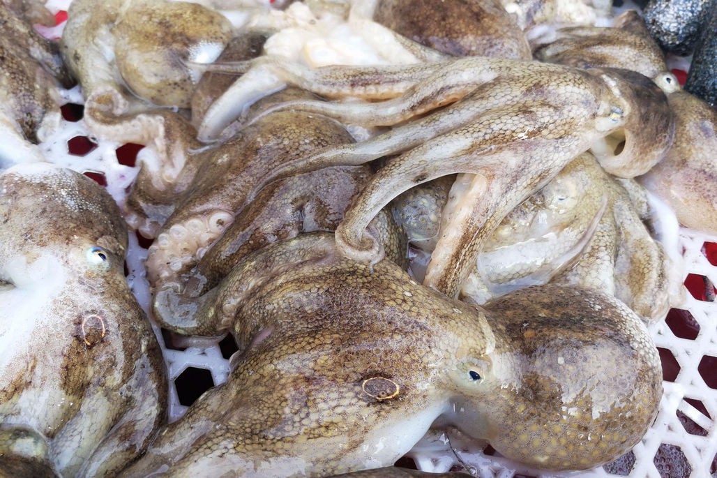 休渔后垂钓八带鮹丰收满菜市场卖八带鮹鲜活带籽35普通30一斤