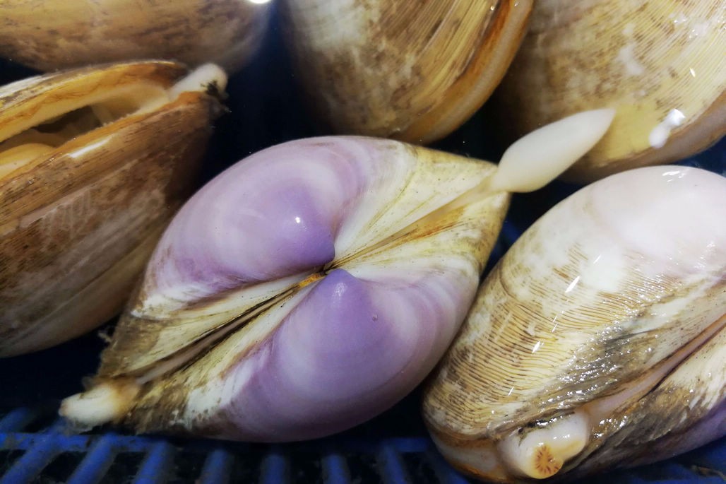 一种贝类海鲜 青岛西海岸新区独有 长得像西施的舌头名为西施舌
