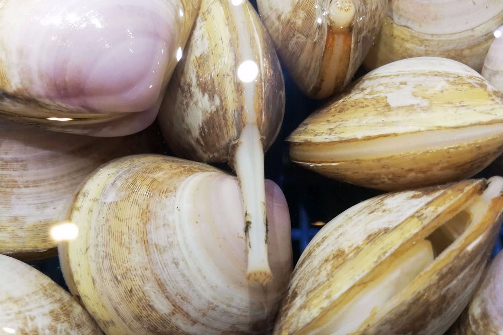 一种贝类海鲜 青岛西海岸新区独有 长得像西施的舌头名为西施舌