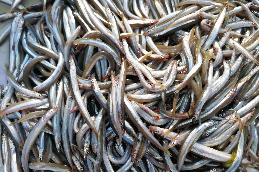 新鲜面条鱼5块钱一斤很抢手鲜活海鲜少贝类海鲜成盛夏季节主打