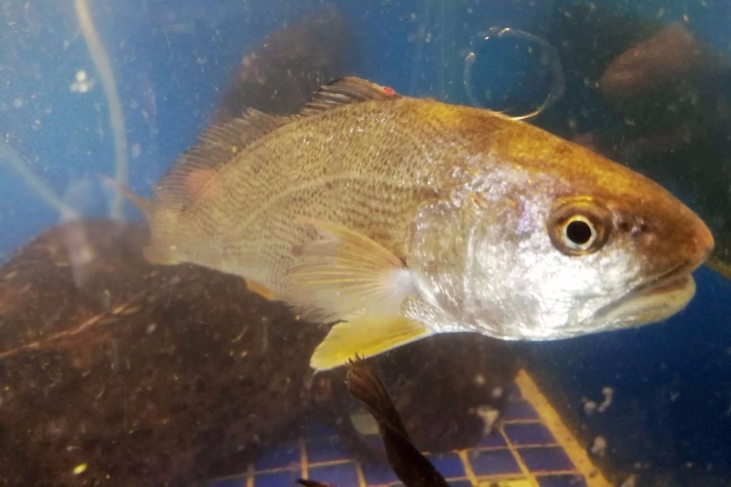 休渔期鲜活黄花鱼500元一斤梭子蟹最高280元一斤活石斑80元一斤