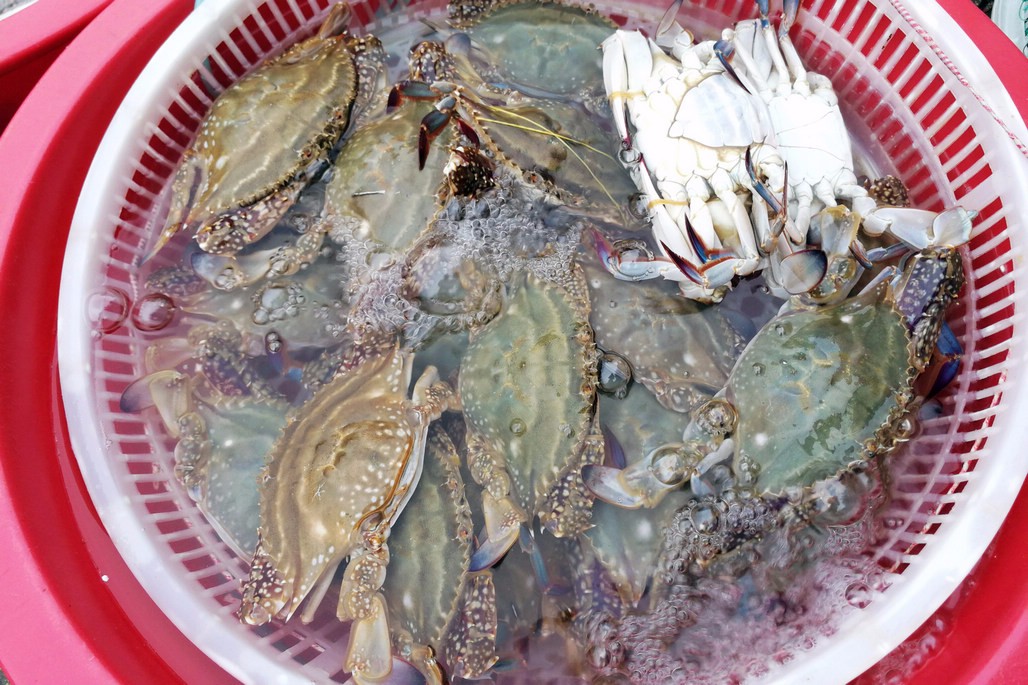 青岛梭子蟹价格中秋节前一周每斤上涨10元 30块钱一斤成基准价