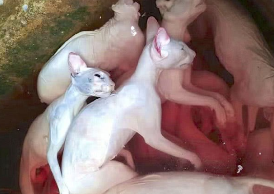 越南猫肉市场揭秘,满地待宰的猫哀哀无助