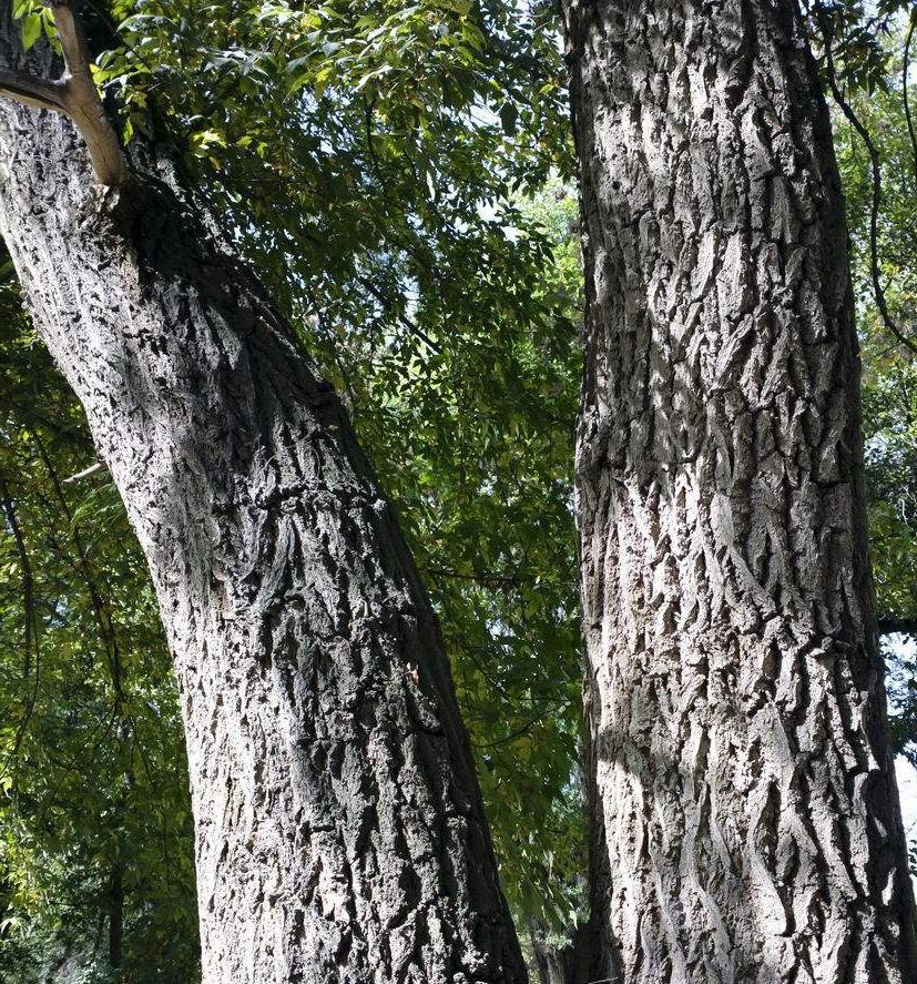 这树曾遍布中国,花长辈吃过,如今树皮面成了奢侈品,50元一斤|榆树|榆