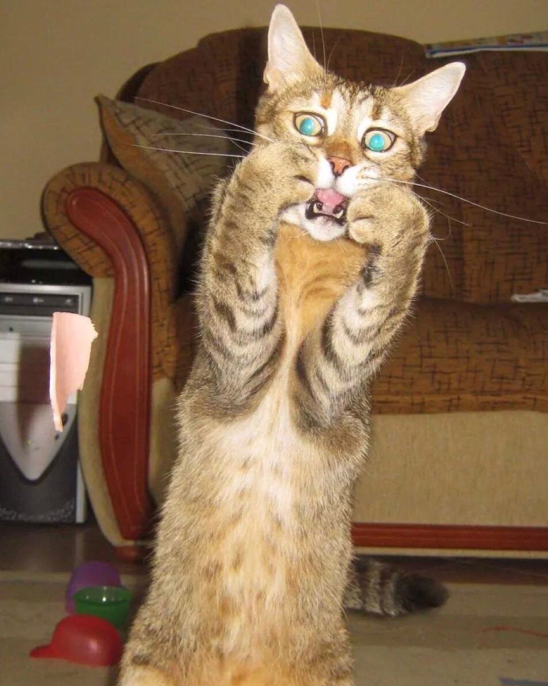 猫咪受到惊吓时它们的内心是崩溃的喵喵