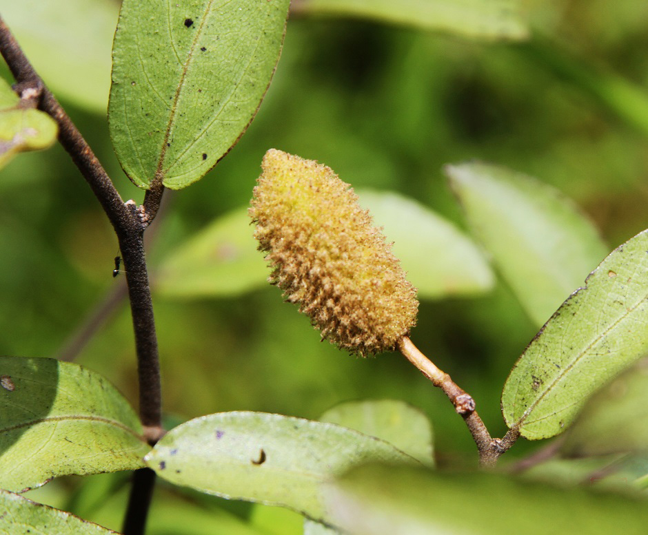 农村一种怪树,农民称它"狗屎树",有人却用它致富,亩入4千