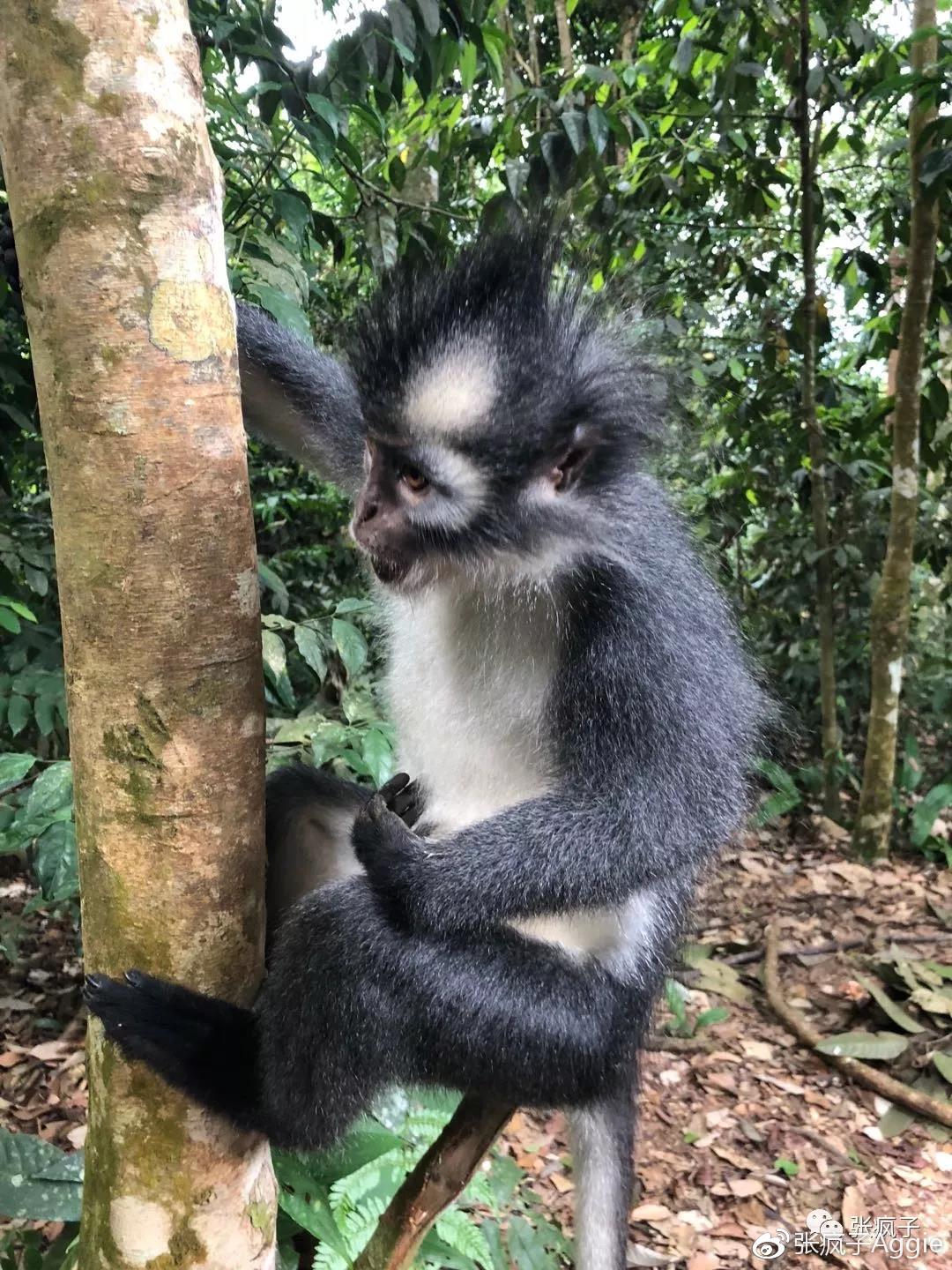 视频苏门答腊的向导说15年来第一次接待中国人