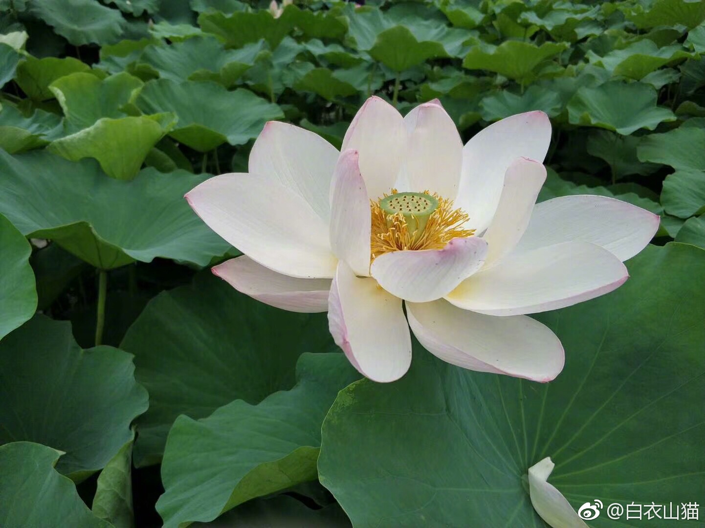 谈一谈打了长生生物狂犬病疫苗该怎么办?