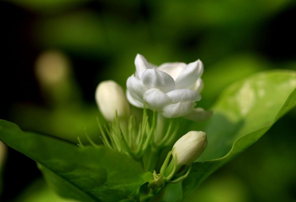 茉莉花长什么样 新浪网