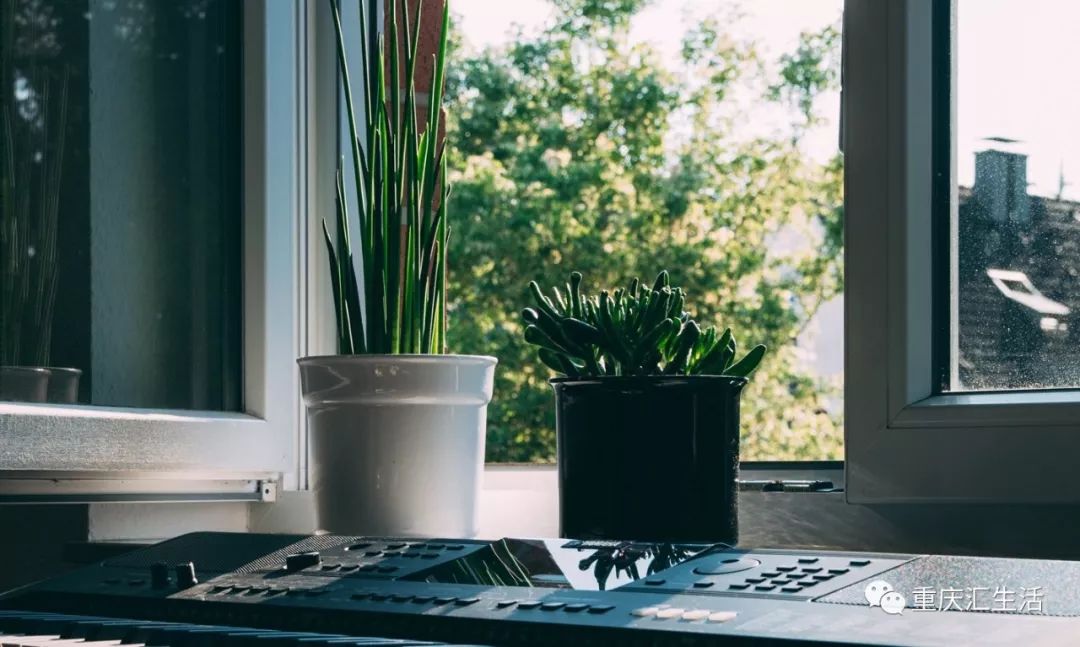 拥有这些ins风网红绿植,隔壁邻居都羡慕哭了!