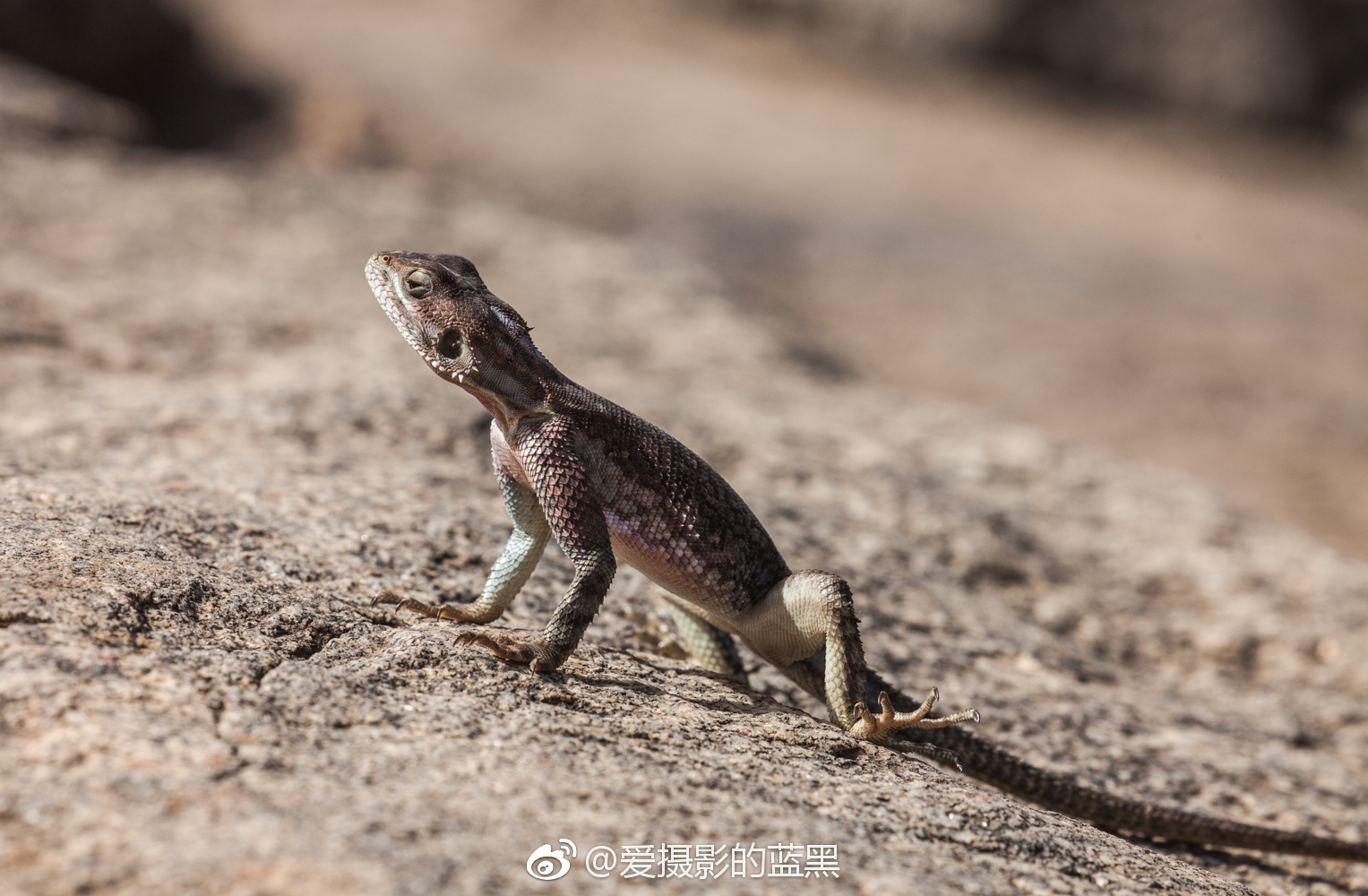 非洲红蜥蜴晒着晒着就红了