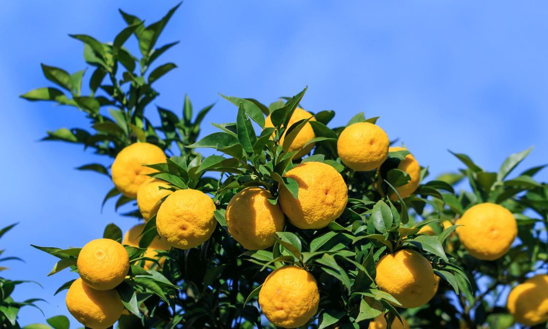 除了杨枝甘露，你还吃过哪些柚子甜品？|柚子|甜品|柚子汁_新浪新闻