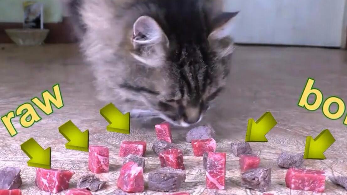 国外的猫都那么挑食 生牛肉和熟牛肉, 你猜它吃