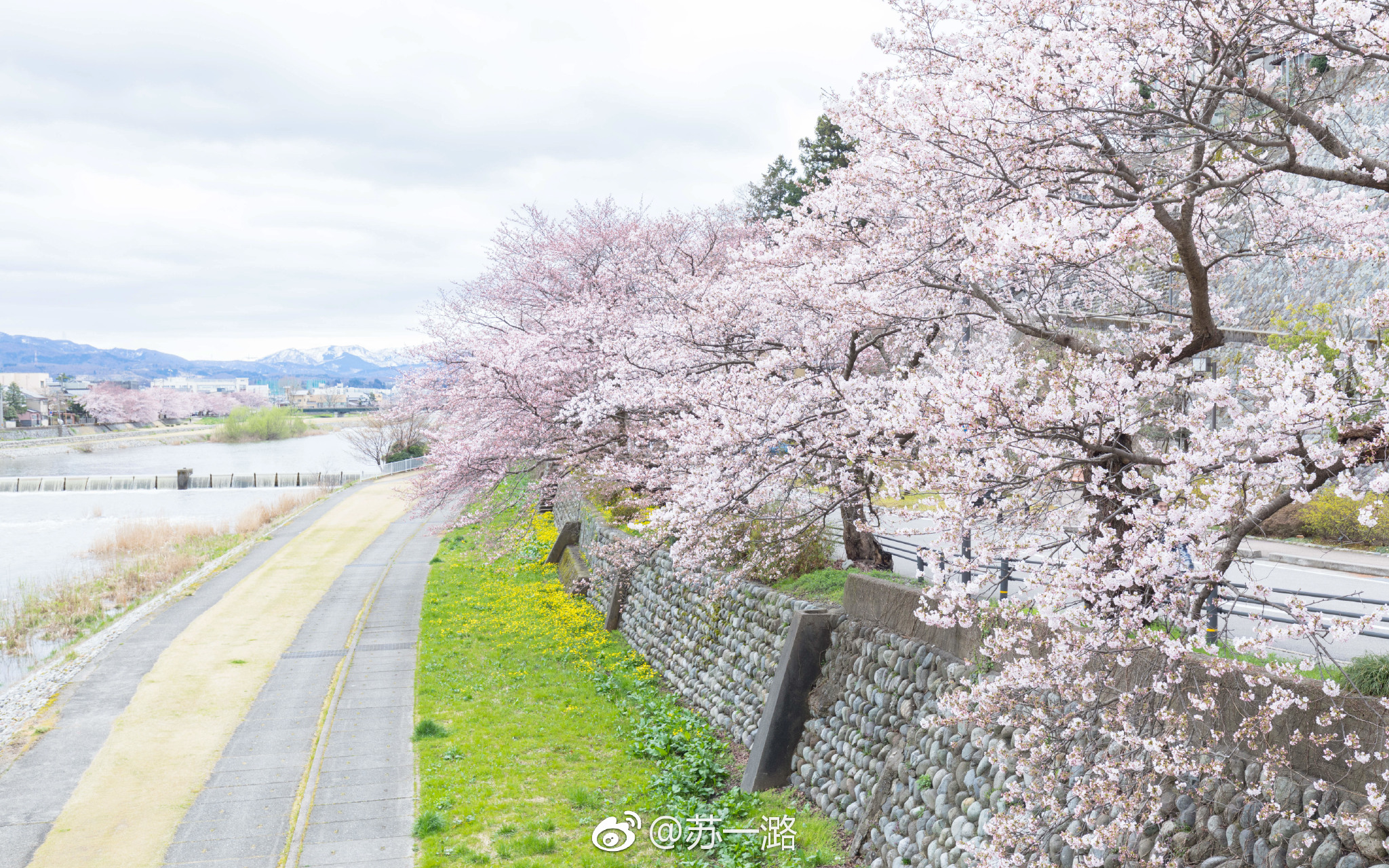 没想到樱花壁纸点赞那么多啊