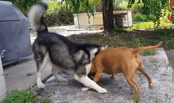 585_345gif 动态图 动图