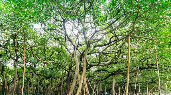 全球最大的树,占地面积14000平方米,可容纳上千人乘凉