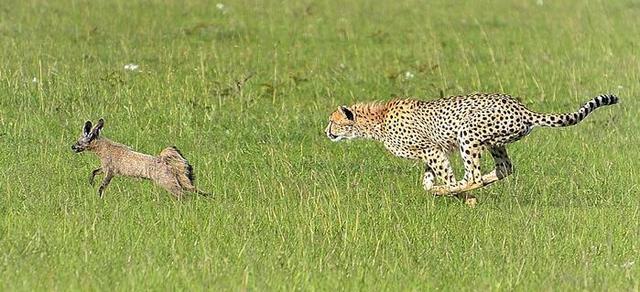 豹子在草原上凶猛追逐野狗,不料突然出现让人匪夷所思的一幕