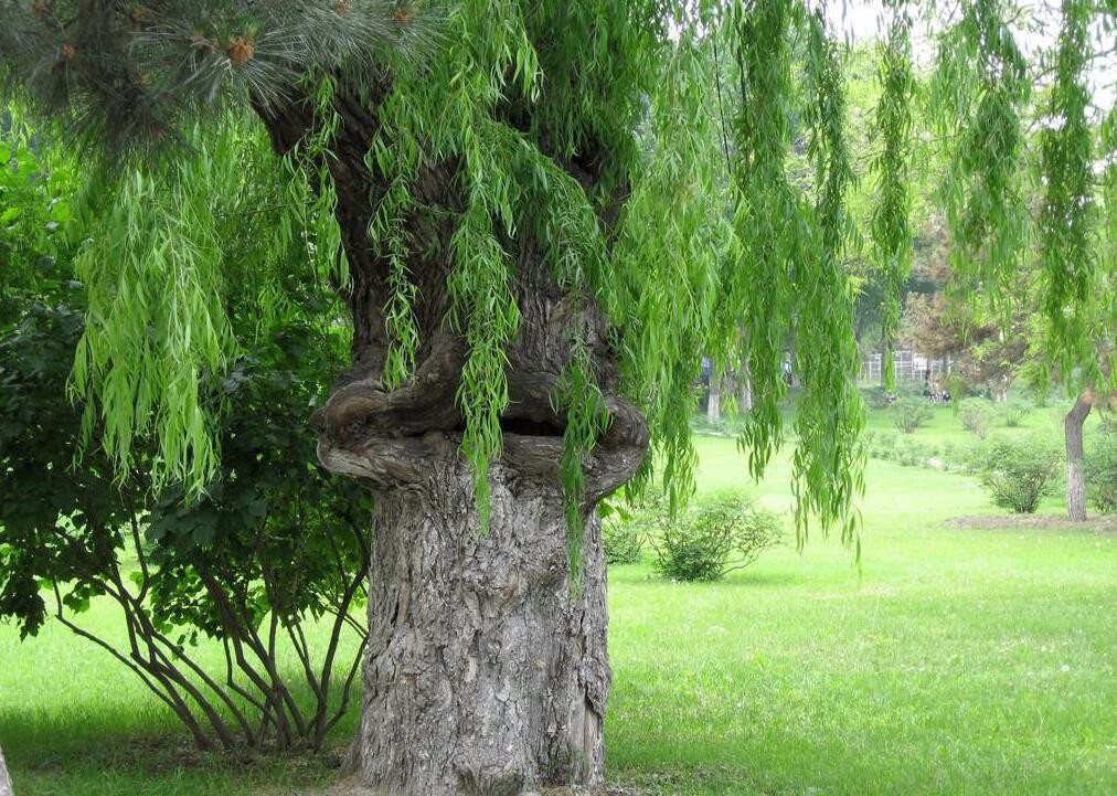 外形与柳树近似,长有许多长长的枝条,有的半垂在空中,有的拖到地面上
