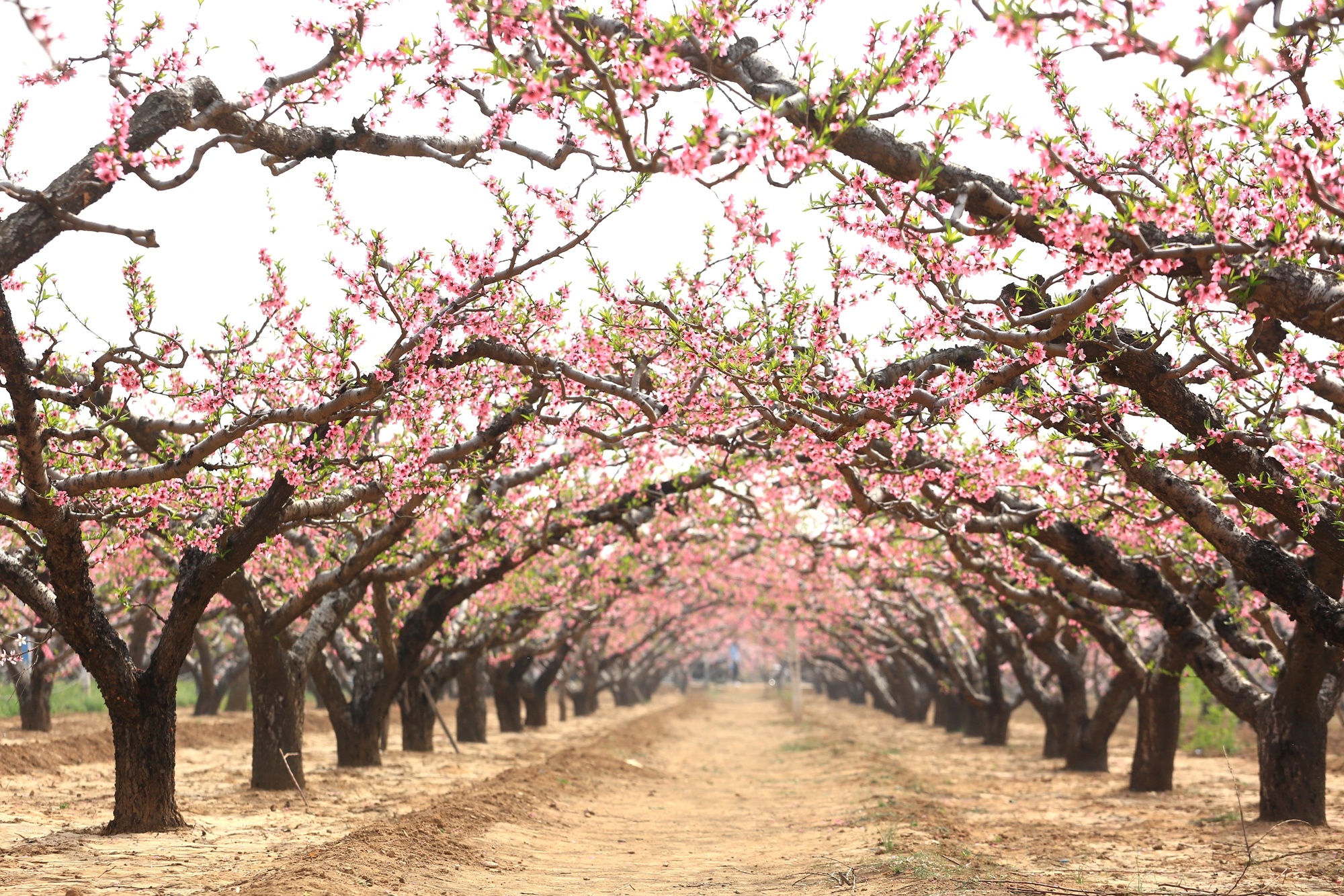 河南卫辉唐庄千亩桃花盛开场面壮观 美若国画又如世外桃源