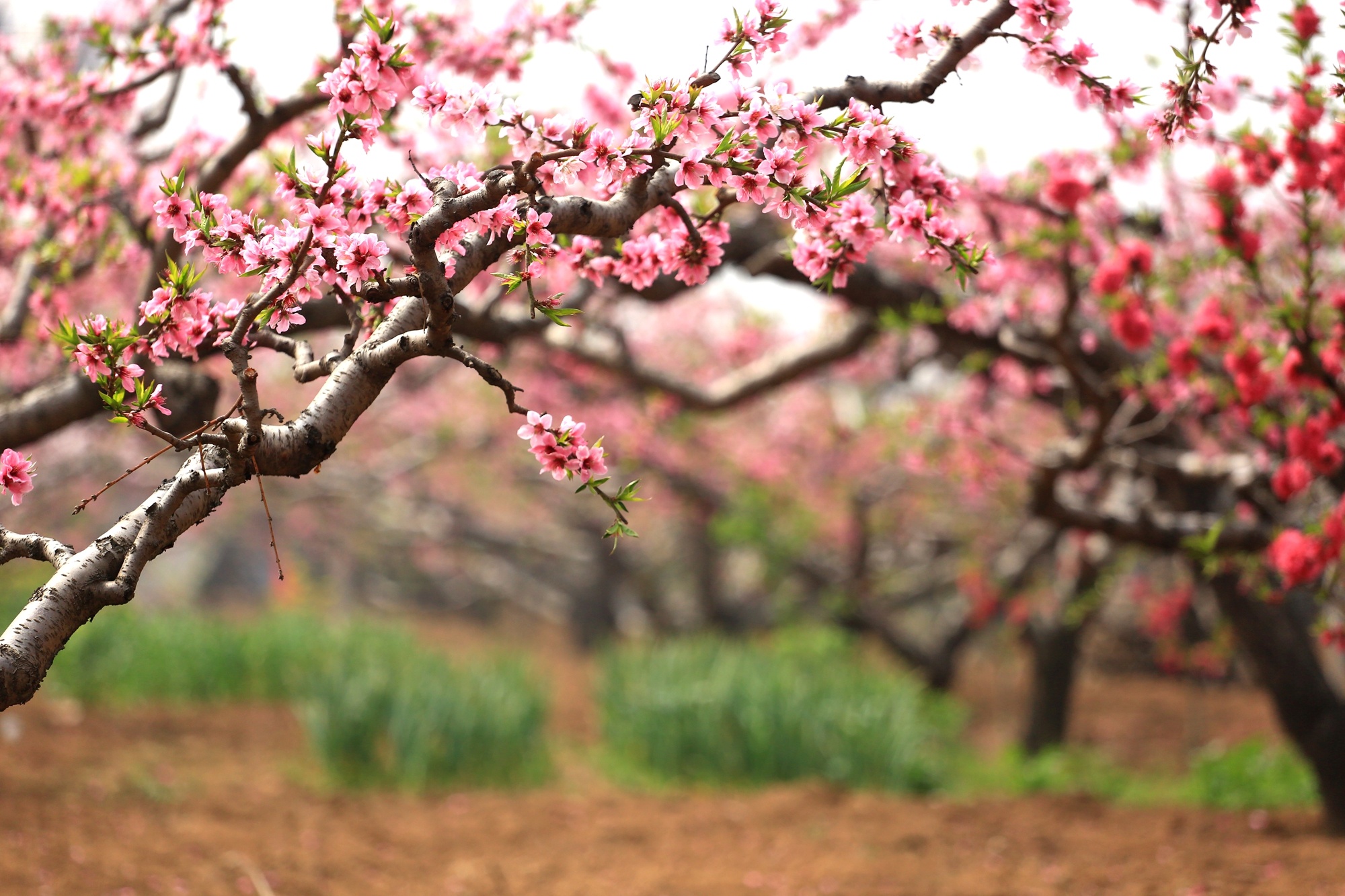 河南卫辉唐庄千亩桃花盛开场面壮观 美若国画又如世外桃源