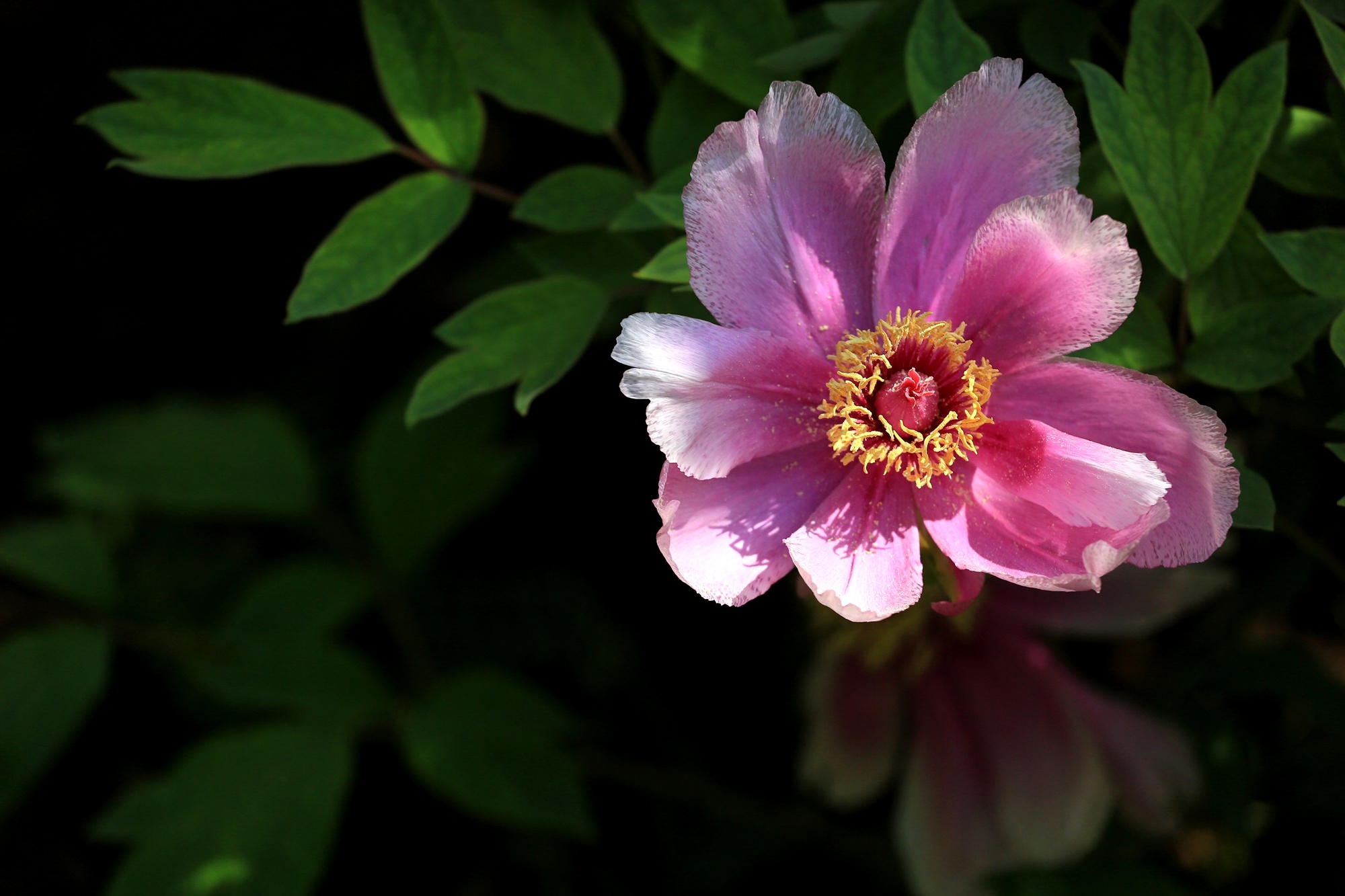 踏青赏花季 洛阳牡丹华丽绽放游人如织祥和喜庆