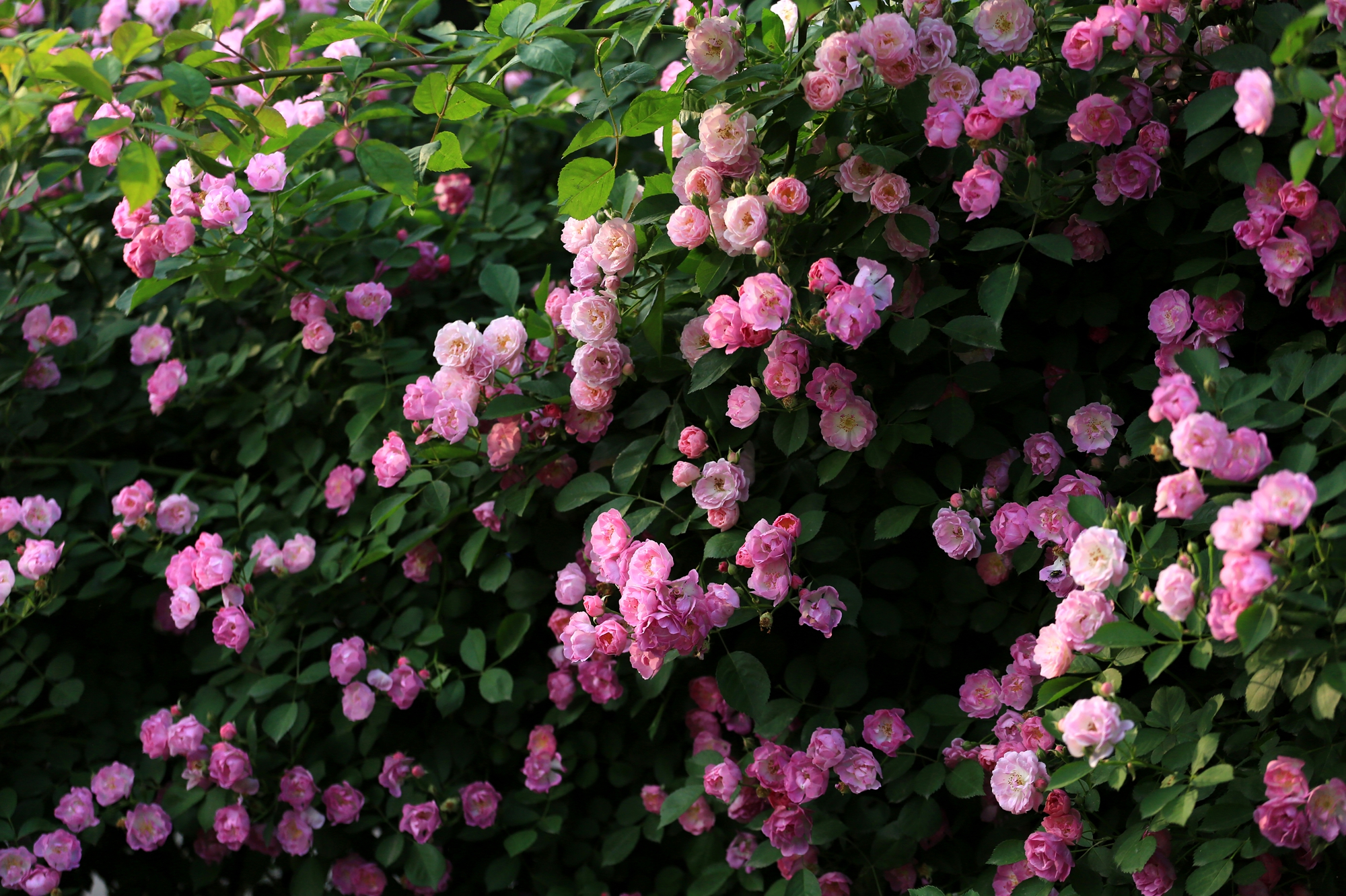 郑州轻院老校区蔷薇花开的太美,今天忍不住来拍几张.