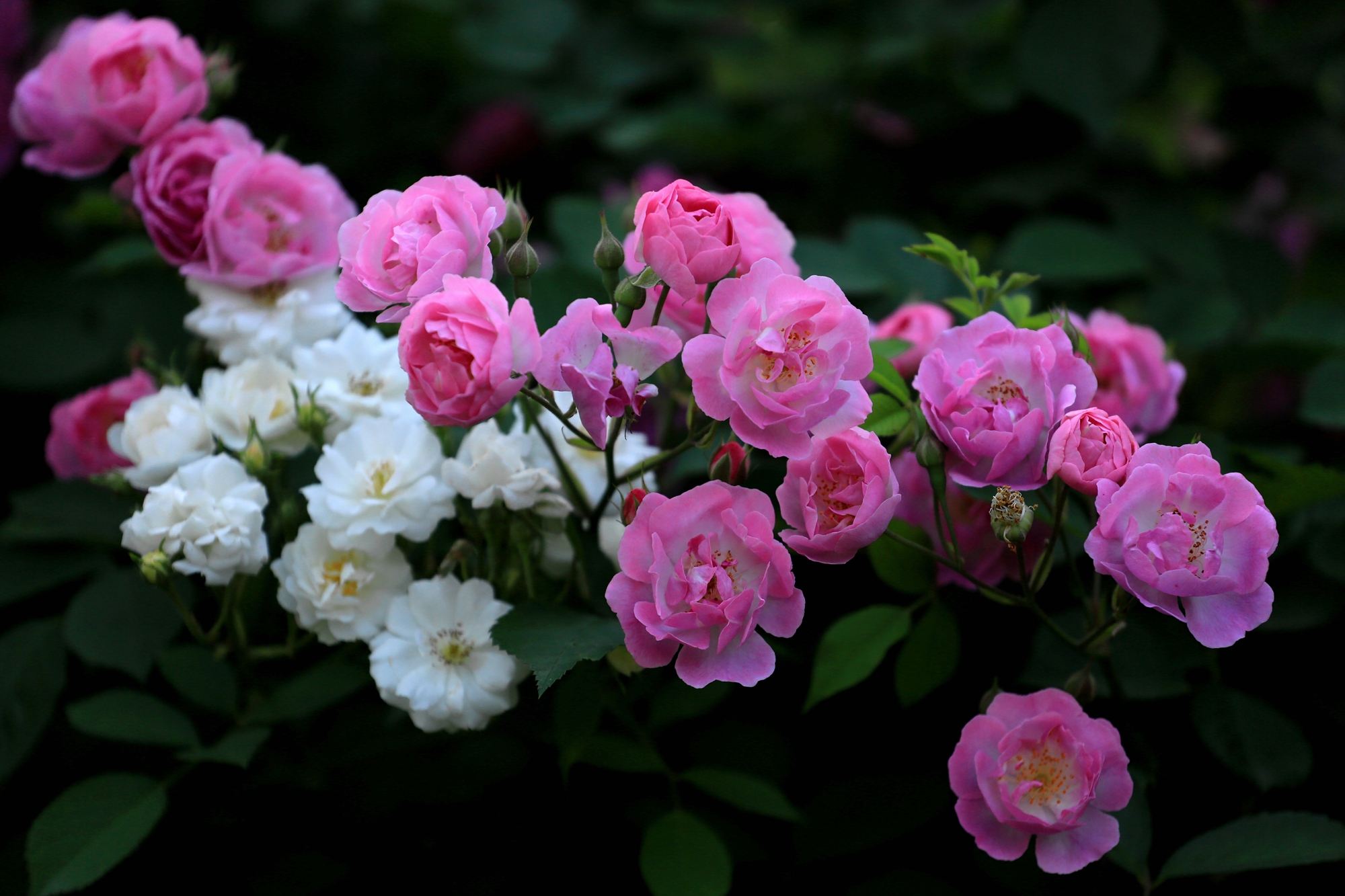 郑州轻院老校区蔷薇花开的太美,今天忍不住来拍几张.