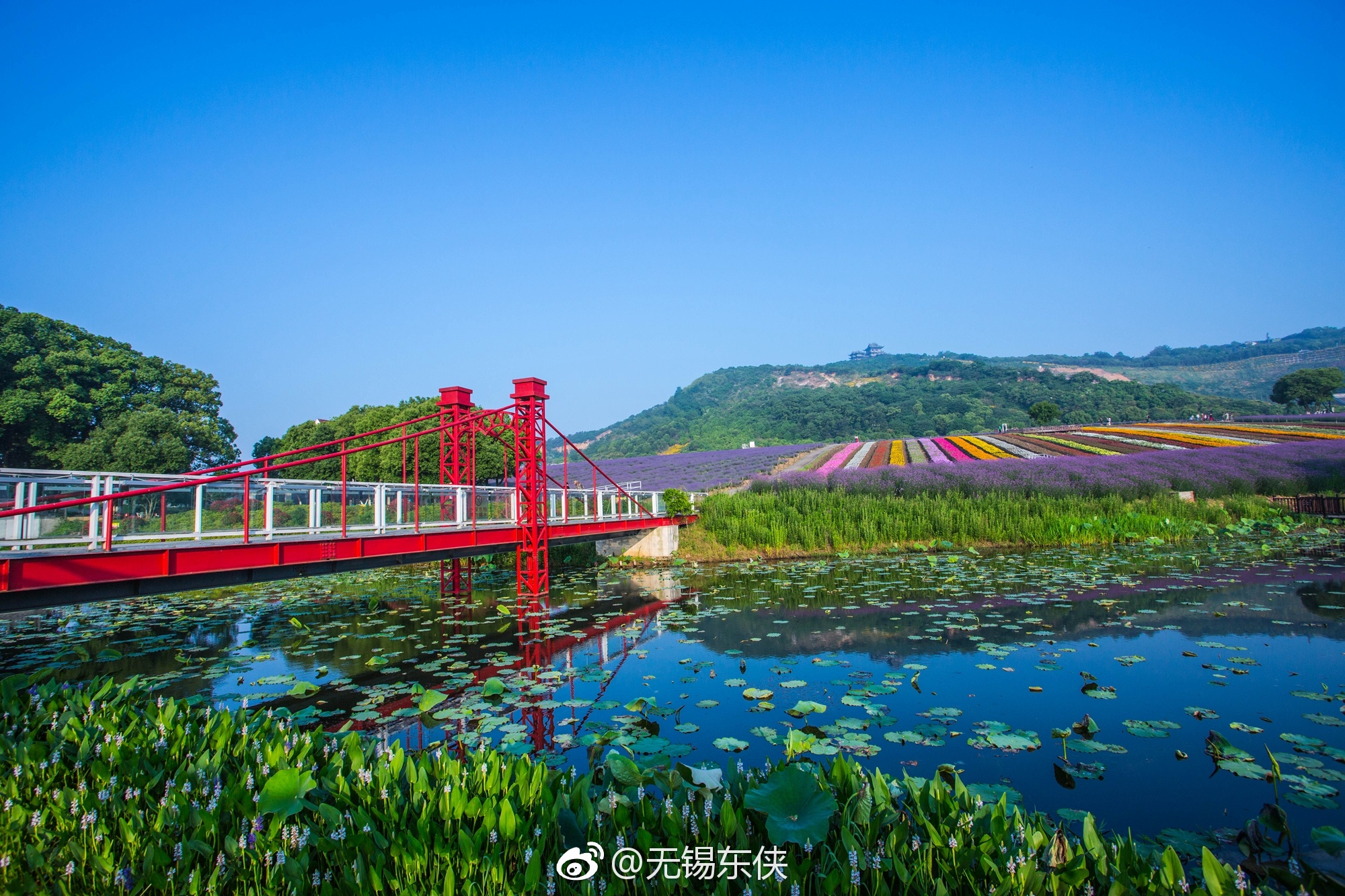 初夏的雪浪山生态景观园,已经迎来了它最美的时节.迎着朝露