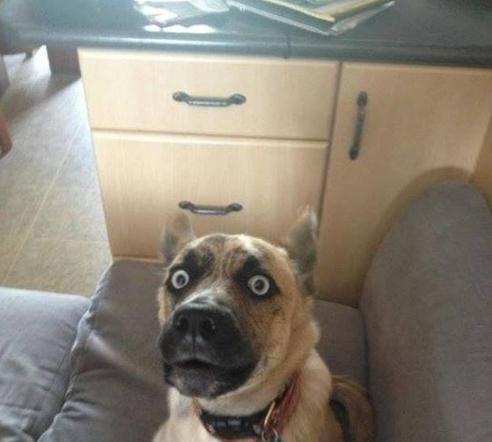 根本就是一个表情包这19只表情超爆笑的狗狗会让你笑到喷